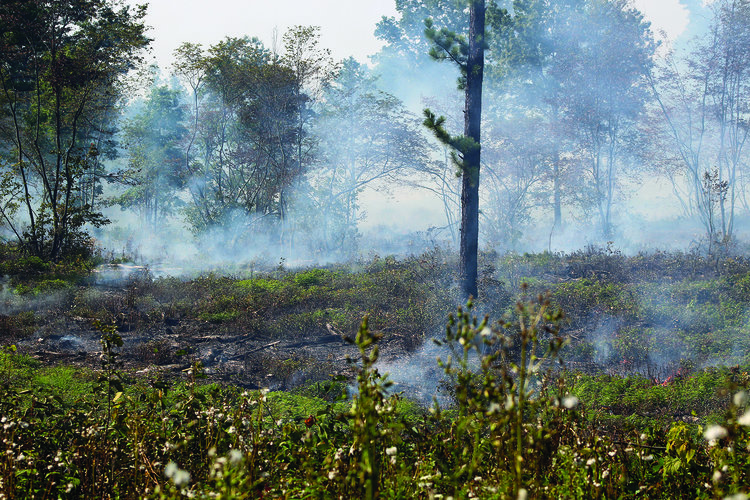 Photos Prescribed burn in the Pine Bush The Altamont Enterprise