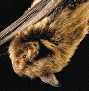 Indiana bat, United States Fish and Wildlife Service