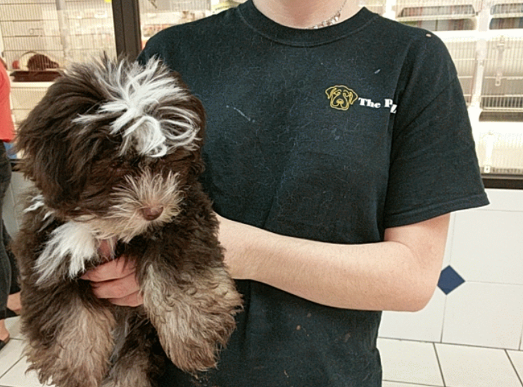 Lawsuit Filed To Shut Down Watertown Pet Store