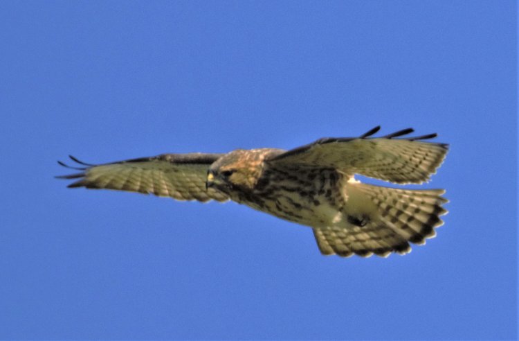 A Total Of 1915 Migrating Raptors Were Counted Over Thacher