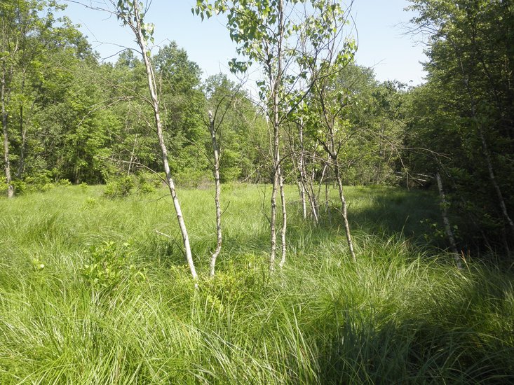 Rare gray birch trees