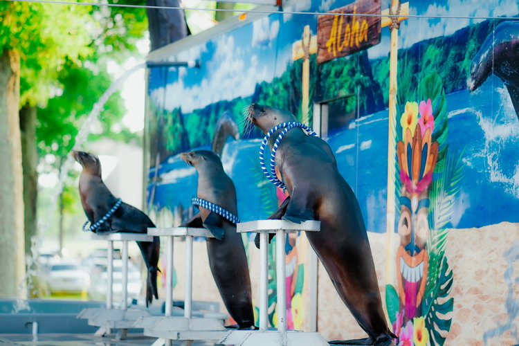 Rescued sea lions to entertain audiences at Altamont Fair | The