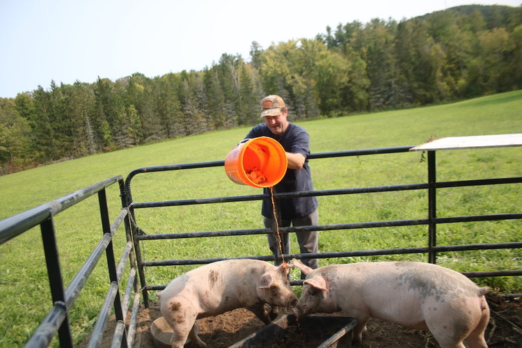 Todd Gallup, of Berne, pours slop for his pigs.