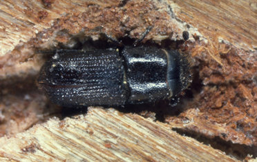 southern pine beetle New York State Department of Conservation