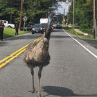 Emu on the road