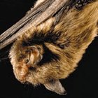 Indiana bat, United States Fish and Wildlife Service