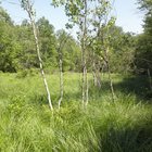 Rare gray birch trees