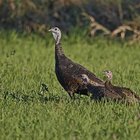 Wild turkey hen with poults. 