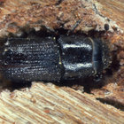 southern pine beetle New York State Department of Conservation